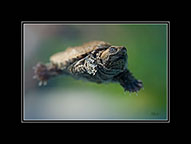 Snapping Turtle
